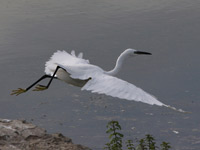 Aigrette garzette