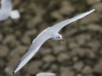 Mouette rieuse