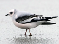 Mouette de Ross