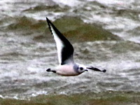 Mouette de Ross