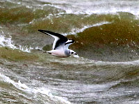 Mouette de Ross