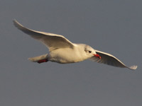 Mouette mélanocéphale