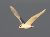 Mouette mélanocéphale