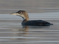 Plongeon imbrin