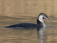 Plongeon imbrin