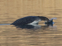 Plongeon imbrin