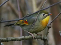 Léiothrix jaune