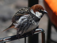 Moineau espagnol