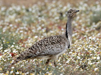 Outarde houbara