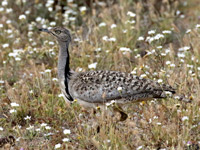Outarde houbara
