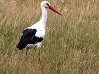 Cigogne blanche