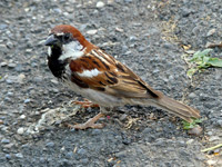 Moineau cisalpin