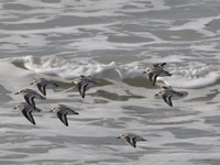 Bécasseau sanderling