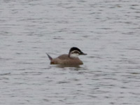 Erismature à tête blanche
