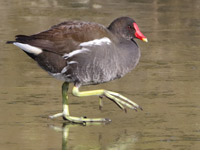 Gallinule poule-d'eau