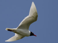 Mouette mélanocéphale