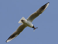 Mouette rieuse