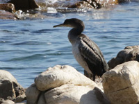 Cormoran de Desmarest (*)