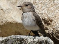 Gobemouche tyrrhénien