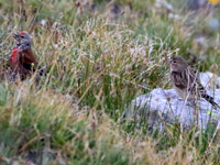 Linotte mélodieuse