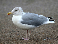 Goéland argenté