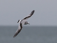 Mouette pygmée