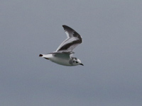 Mouette pygmée