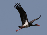 Cigogne noire