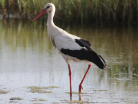 Cigogne blanche