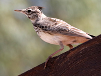 Cochevis huppé