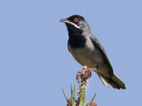 Fauvette de Rüpell