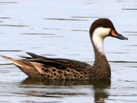 Canard des Bahamas