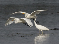Grande Aigrette