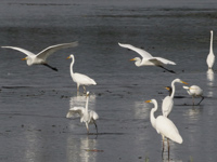 Grande Aigrette
