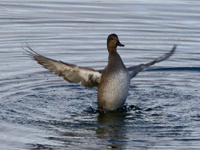 Canard chipeau
