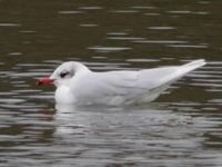 Mouette mélanocéphale