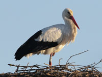 Cigogne blanche