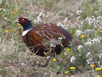 Faisan de Colchide