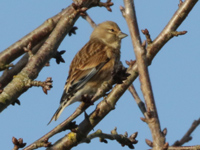 Linotte mélodieuse