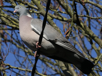 Pigeon ramier