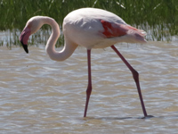 Flamant rose