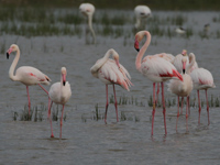 Flamant rose