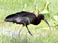 Ibis falcinelle
