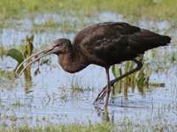Ibis falcinelle