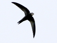 Martinet pâle