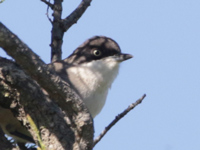 Fauvette orphée