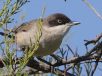 Fauvette orphée