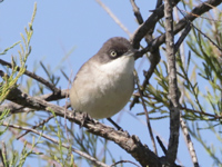 Fauvette orphée