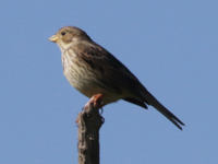 Bruant proyer
