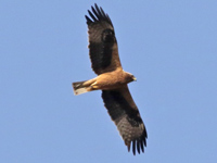 Aigle botté